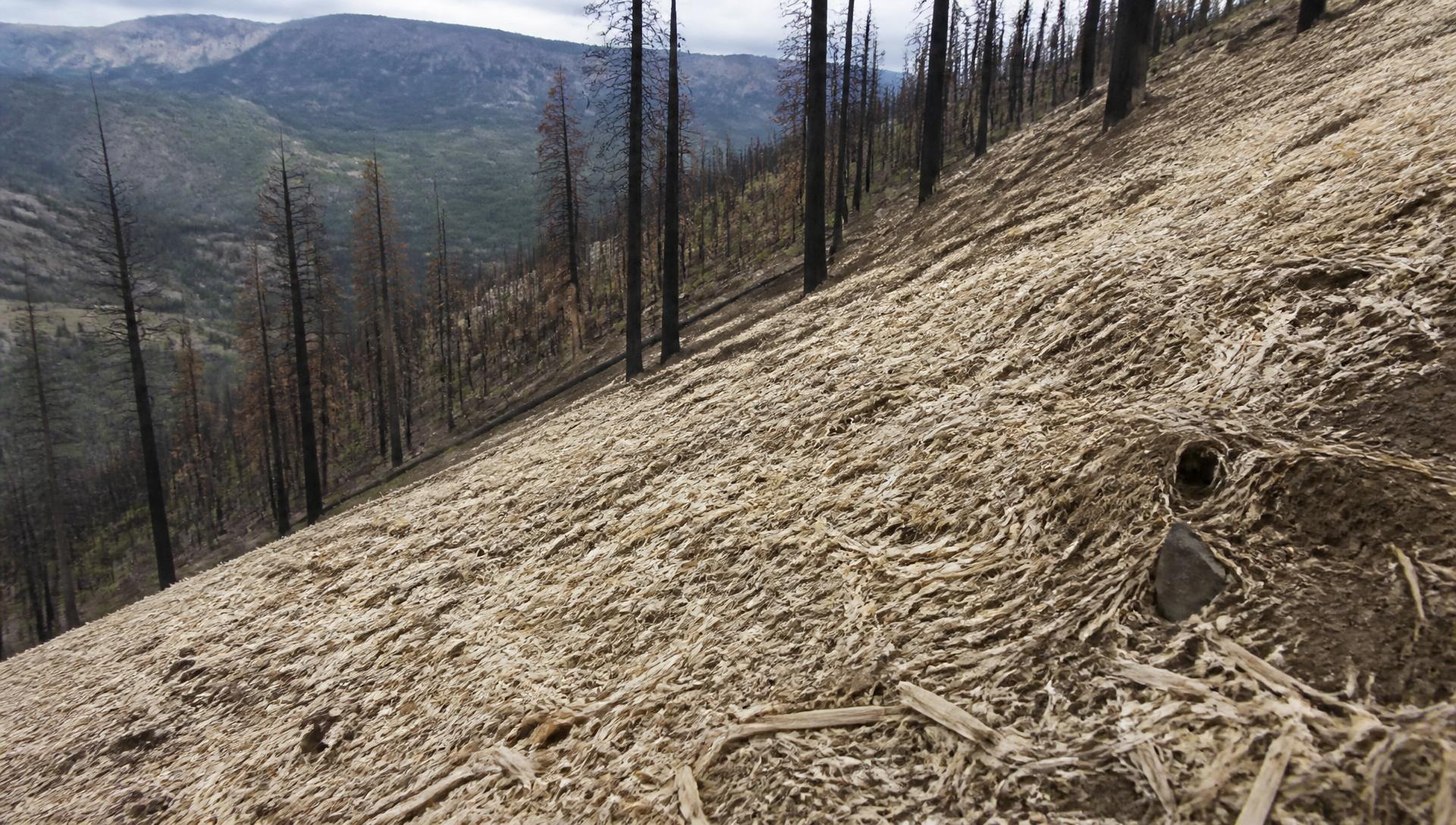 Steep burned hillside covered with pale engineered wood strand mulch